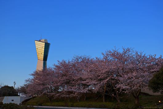 いわき桜 マリンタワー桜情報