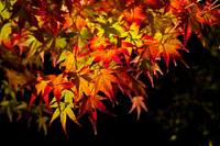 紅葉　白水阿弥陀堂ライトアップ