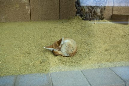 クウェート・ふくしま友好記念日本庭園