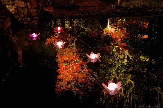 白水阿弥陀堂紅葉ライトアップ2014