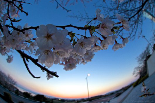 いわき桜 マリンタワー桜情報