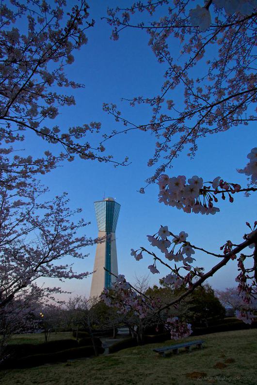 いわき桜 マリンタワー桜情報
