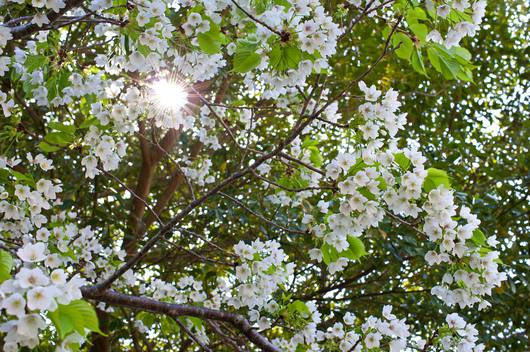 いわき桜の名所
