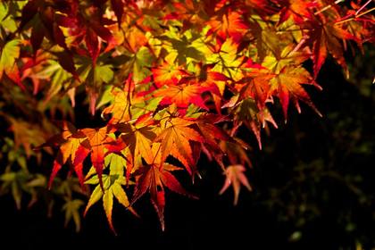 白水阿弥陀堂ライトアップ　紅葉