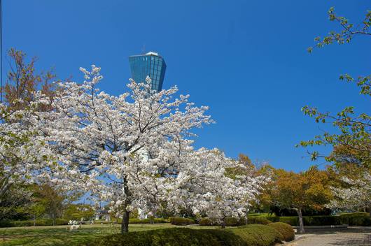 いわき桜の名所