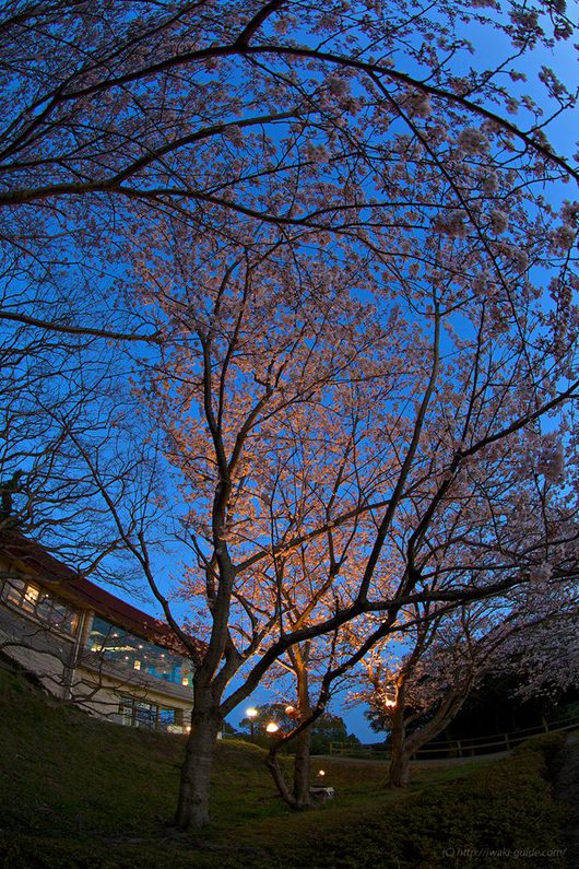 いわき桜 マリンタワー桜情報