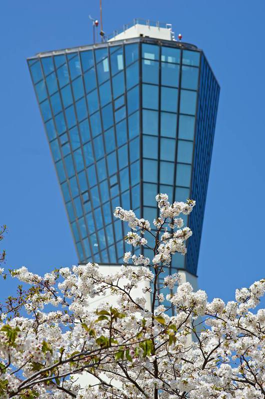 いわき桜の名所