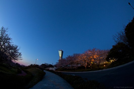 いわき桜 マリンタワー桜情報