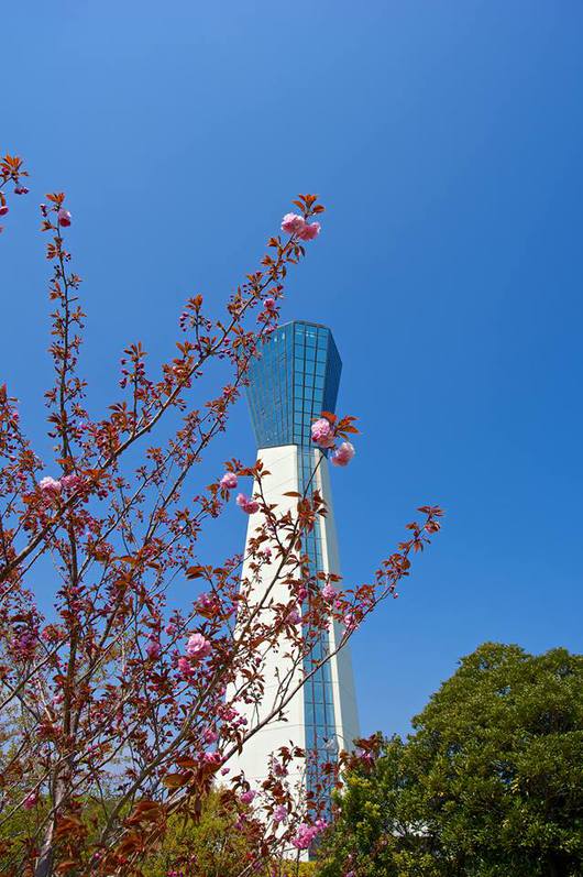 いわき桜の名所