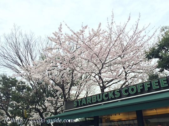 いわきスタバ　スターバックス