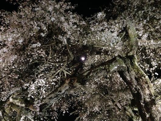 小川諏訪神社　いわき桜ライトアップ