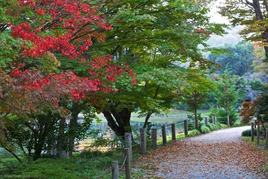 白水阿弥陀堂〜紅葉ライトアップ２週間前