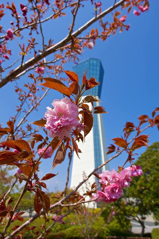 いわき桜の名所