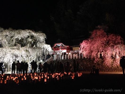 小川諏訪神社　いわき桜ライトアップ