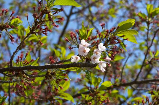 いわき桜の名所