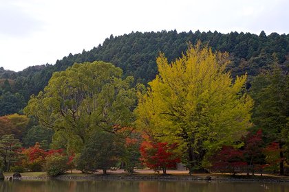 白水阿弥陀堂 紅葉ライトアップ2013