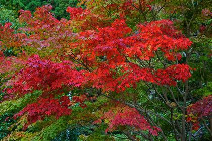 白水阿弥陀堂 紅葉ライトアップ2013
