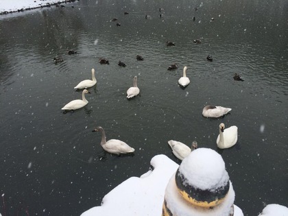 国宝白水阿弥陀堂　雪景色