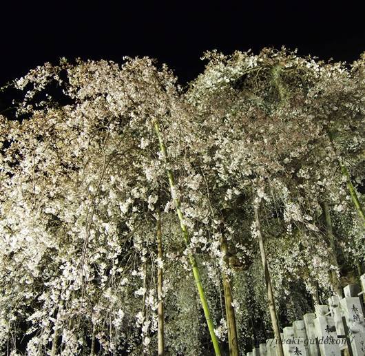 小川諏訪神社　いわき桜ライトアップ