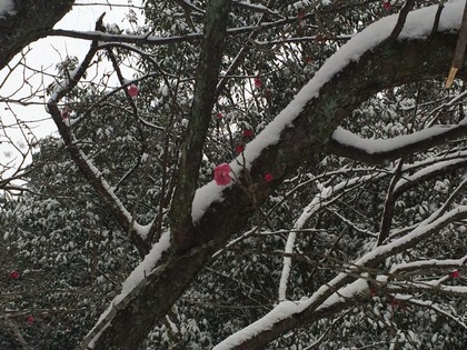国宝白水阿弥陀堂　雪景色