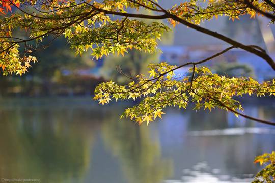 白水阿弥陀堂〜紅葉ライトアップ２週間前