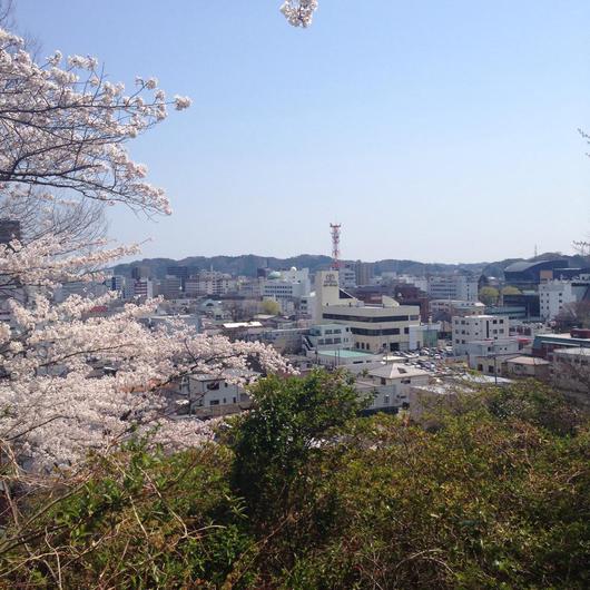 福島県いわき市桜の名所　松が丘公園