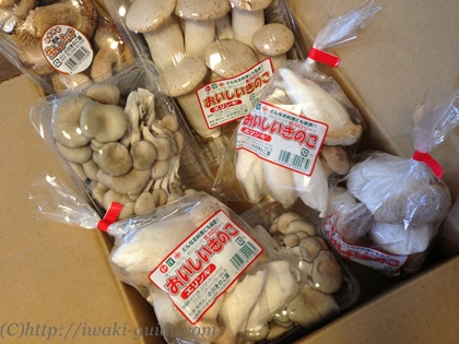 小川きのこ園　いわきエリンギ