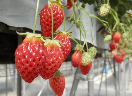 福島いわきいちご狩り　大野観光いちご園、アグリパークいわきいちご狩り、田人観光いちご園