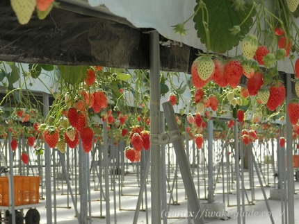 福島いわきいちご狩り　大野観光いちご園、アグリパークいわきいちご狩り、田人観光いちご園