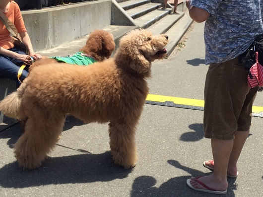 鎌倉ビーチフェスタにいわき市出店　うに貝焼き