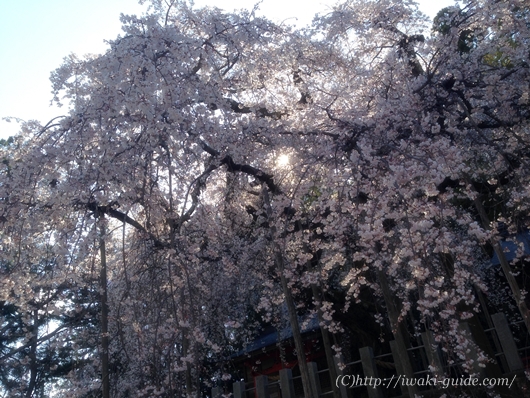 小川諏訪神社のしだれ桜／いわき桜