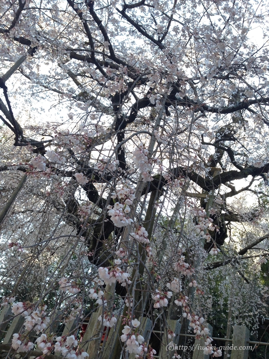 小川諏訪神社のしだれ桜／いわき桜