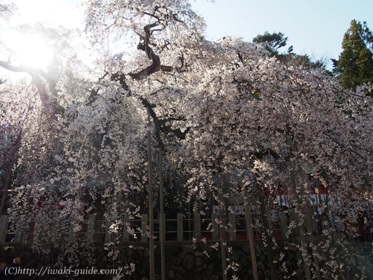 小川諏訪神社のしだれ桜／いわき桜