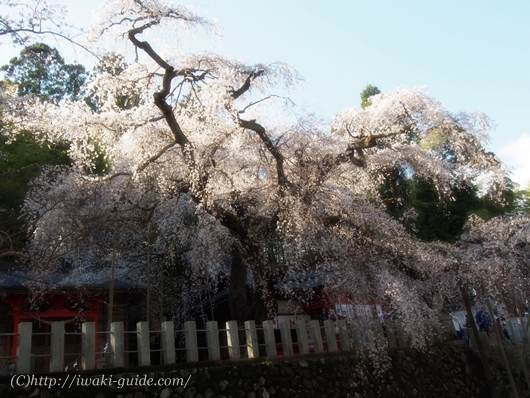 小川諏訪神社のしだれ桜／いわき桜