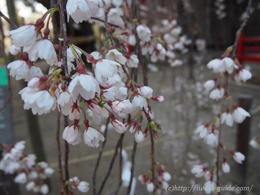小川諏訪神社のしだれ桜／いわき桜