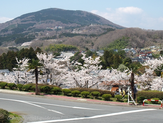 いわき桜の名所