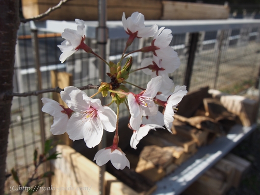 農家レストランとろろ屋半兵衛