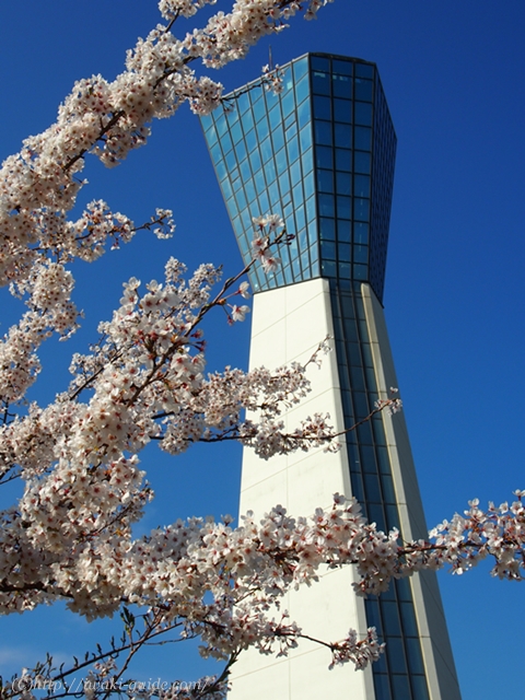 いわき桜の名所　三崎公園　マリンタワー
