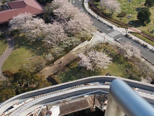 いわき桜の名所　三崎公園　マリンタワー