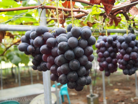 いわき観光おすすめ　ぶどう狩り食べ放題　葡萄の里