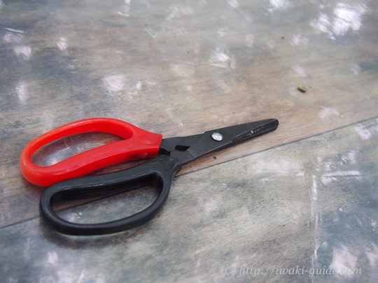 いわき観光おすすめ　ぶどう狩り食べ放題　葡萄の里