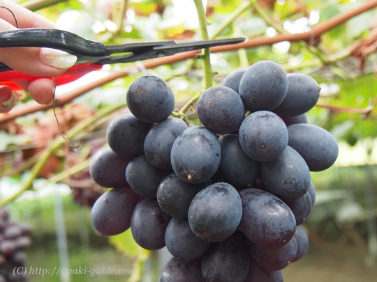 いわき観光おすすめ　ぶどう狩り食べ放題　葡萄の里