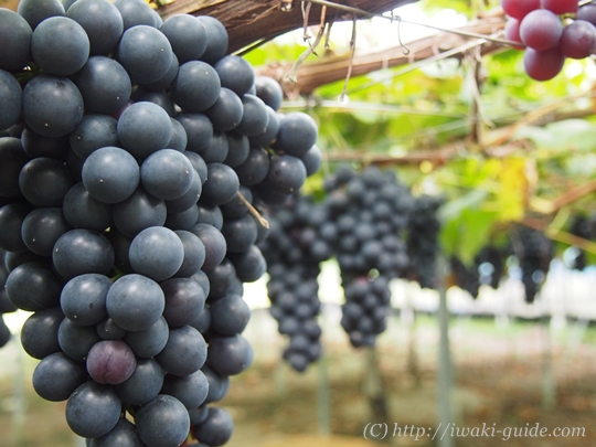 いわき観光おすすめ　ぶどう狩り食べ放題　葡萄の里