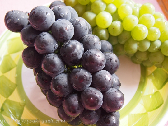 いわき観光おすすめ　ぶどう狩り食べ放題　葡萄の里
