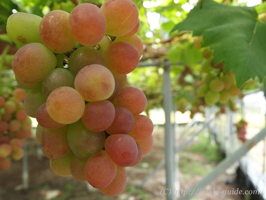 いわき観光おすすめ　ぶどう狩り食べ放題　葡萄の里