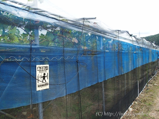 いわき観光おすすめ　ぶどう狩り食べ放題　葡萄の里