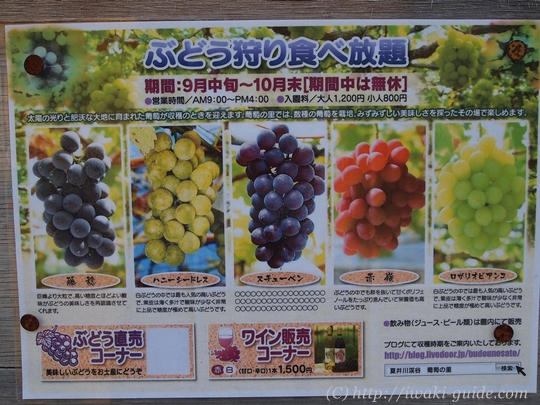 いわき観光おすすめ　ぶどう狩り食べ放題　葡萄の里