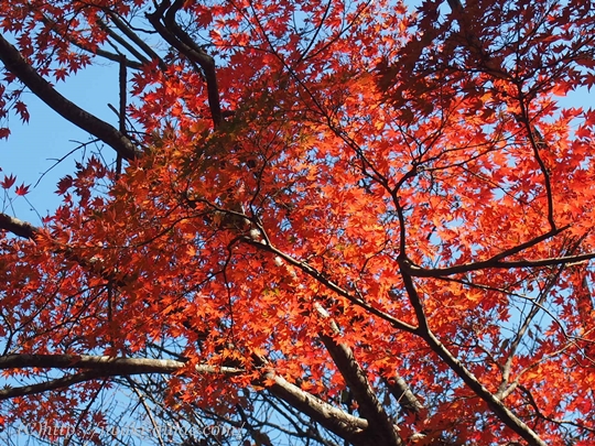 いわき観光　夏井川渓谷