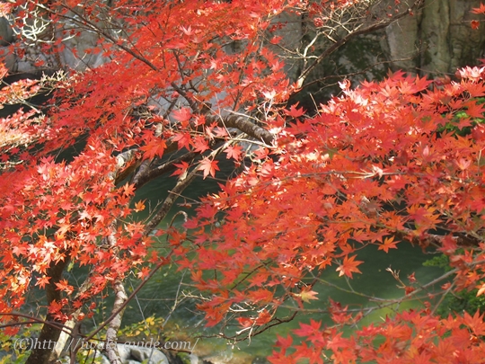 福島県いわき市　観光名所　紅葉