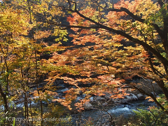 福島県いわき市　観光名所　紅葉